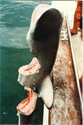 Galveston Sharker