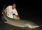 9'6" Lemon Shark