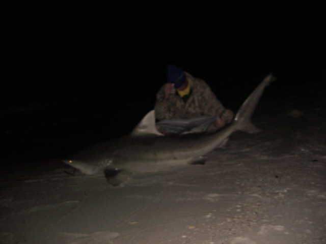 FLORIDA SHARK FISHING » Blog Archive » Pensacola Florida Shark Fishing Trip