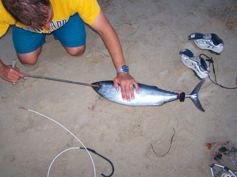 Rigging a Bonito Shark Bait