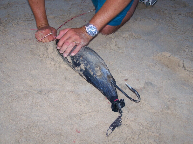 Rigging a Bonita Shark Bait