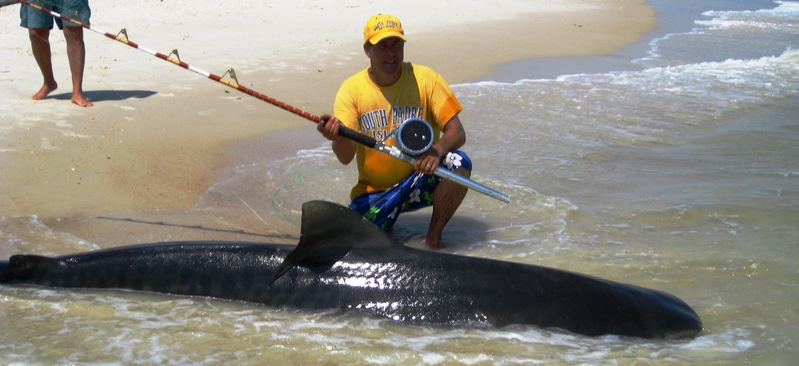 http://www.tx-sharkfishing.com/photoalbum/albums/userpics/IMG_0917.JPG