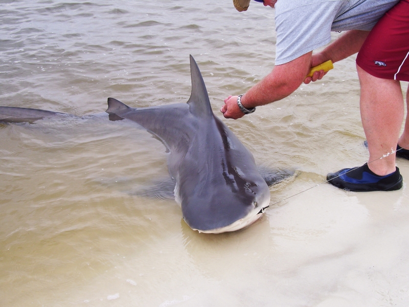 Bull Shark