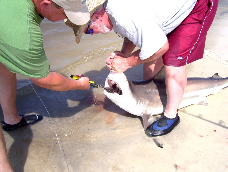 Blacktip Shark