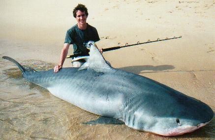 large tiger shark