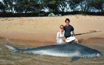 Massive 13 Foot 6 Inch Tiger Shark Massive 13 foot 6 inch tiger shark