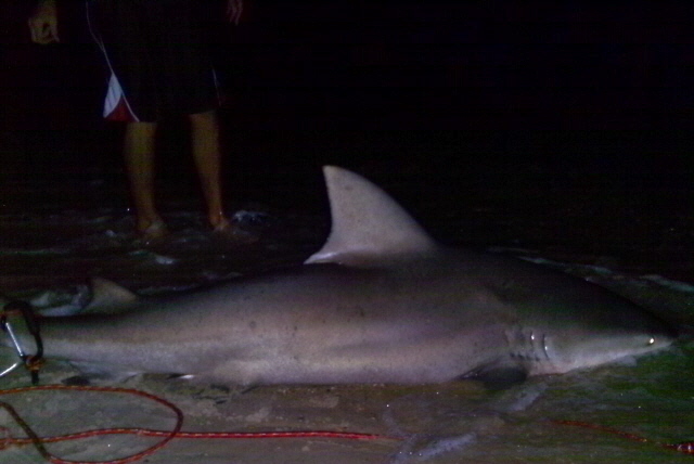 MASSIVE FLORIDA TIGER SHARK AND LEMON SHARK CATCHES | FLORIDA SHARK FISHING