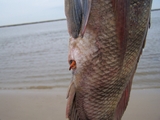 100_0103.JPG