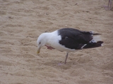 2009_beach_006.jpg