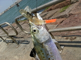 4-19-08_Packery_008.jpg