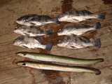 Black_drum_and_eels.jpg
