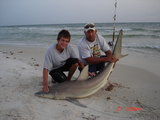 Cape_San_Blas_Jun_28_-_Jul_3_2008_032~0.jpg