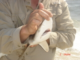 DSC03013.JPG