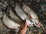 DSCF2945.JPG