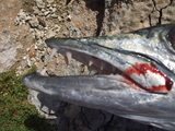 DSCF3089.JPG