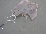 Grand_Isle_Feb_15_011.jpg