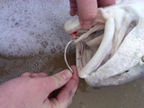 IMG00290-20100316-1527~0.jpg
