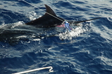 Marlin_(3).JPG