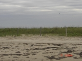 McFaddin_5-17-08_005.jpg