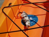 Oct_Holden_Beach_Blue_Bait.jpg