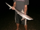 Oct_Holden_Beach_Sharpnose.jpg