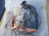 Picture_006~1.jpg