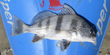 Puppy_Drum_1.jpg
