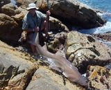 Raggie_St_Francis_101Kg.jpg