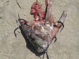 Rigged_Sheepshead_1.jpg