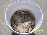 SandDollar_Beach_024.JPG
