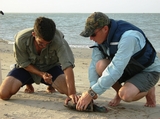 Sand_Dollar_6-29-08_008.jpg