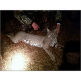 bobcat2.jpg