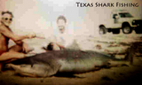 frankscarboroughtiger1981.jpg