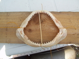 group1_288.JPG