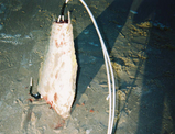 jackfish.jpg