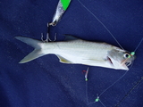 pins722-25_028.jpg