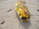 pins722-25_036.jpg
