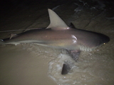 sand_shark.JPG