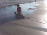 shark_pic_2.jpg
