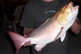 Filename=snapper.JPG
Filesize=259KB
Dimensions=800x536
Date added=Jun 10, 2009 snapper.JPG