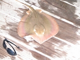 Filename=stingrayRS.jpg
Filesize=79KB
Dimensions=768x576
Date added=Nov 12, 2008 stingrayRS.jpg