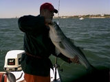 striper2.jpg