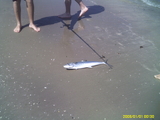 tsf_shark_fishing__may_28th_to_may_30th__2010_031.jpg