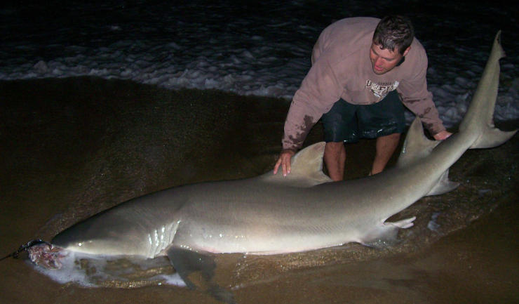 Lemon Shark