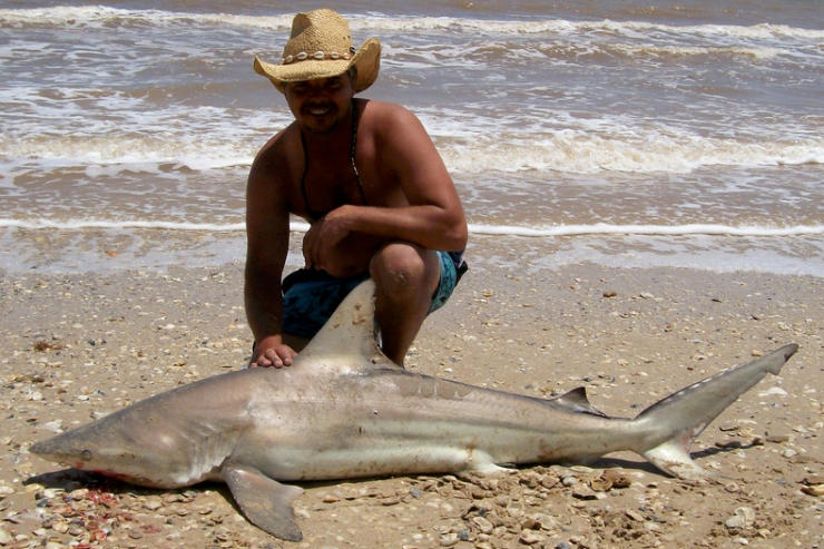 Sandbar Shark