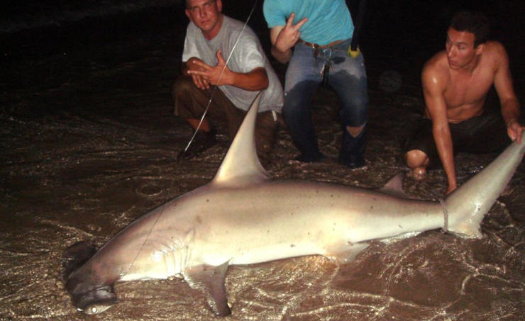 Hammerhead Shark