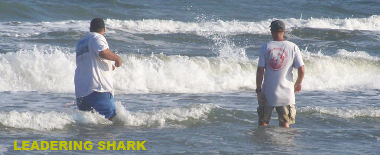 Leadering Shark