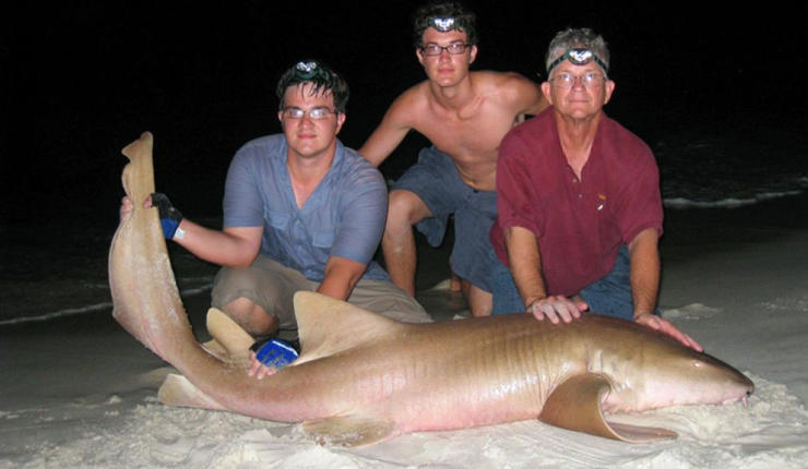 Florida Nurse Shark
